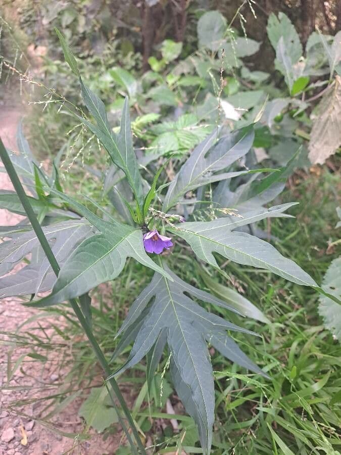 Solanum nudo 20