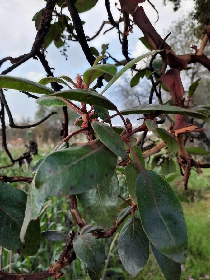 Arbutus xalapensis 20