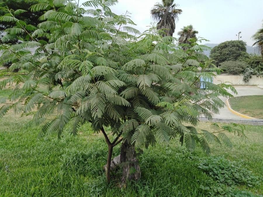 Seidenbaum 26