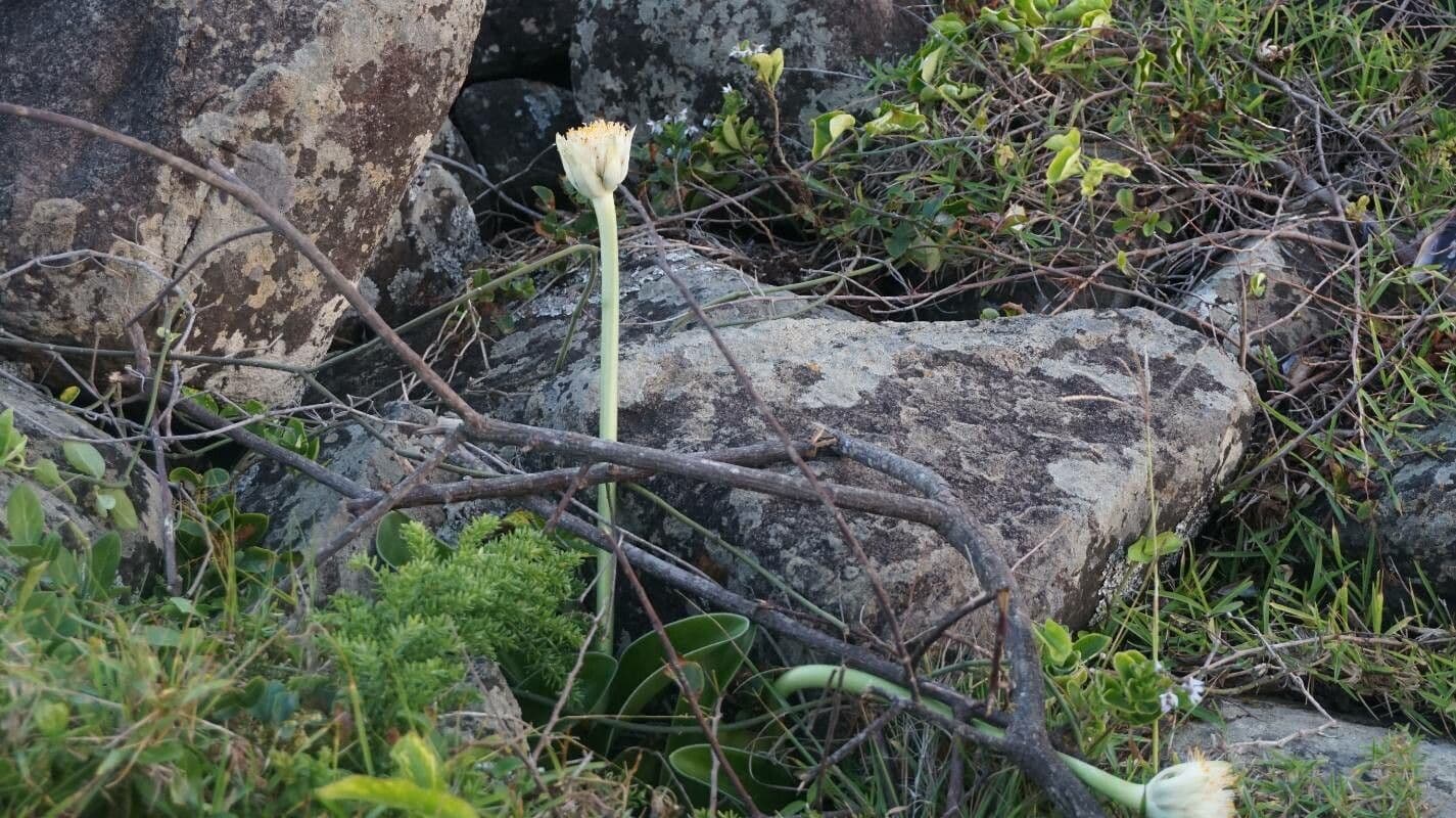 Haemanthus nano