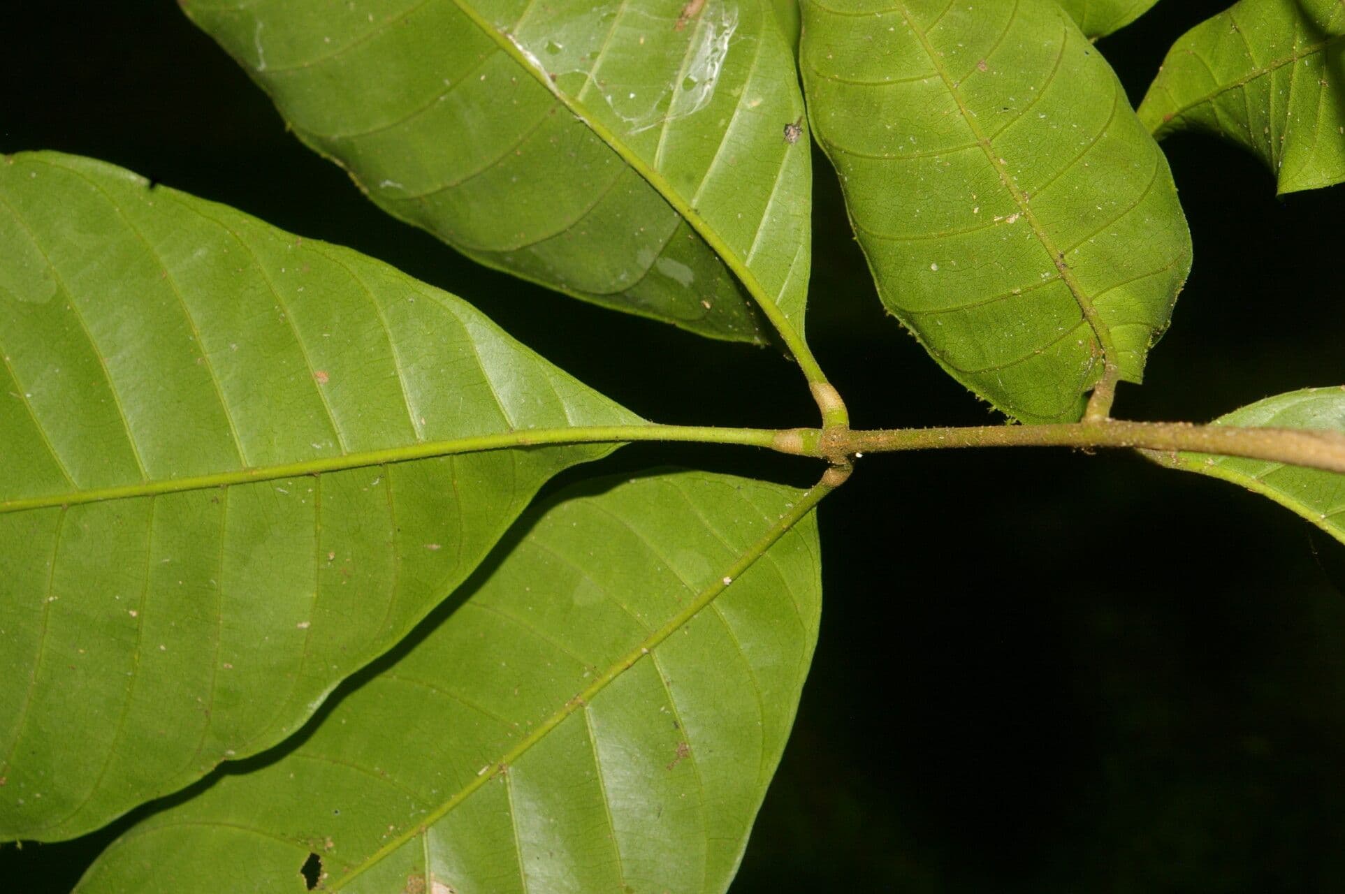 Trichilia 14