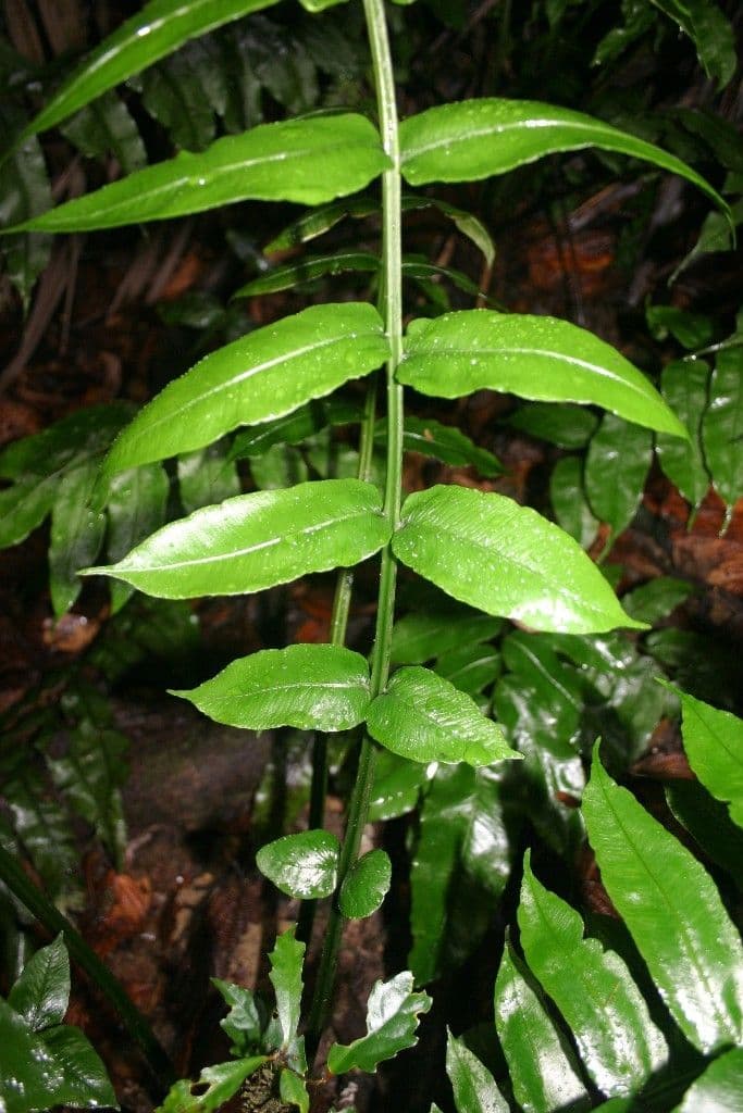 Diplaziopsis 5