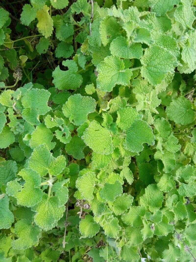 Miodunka kosmata 18