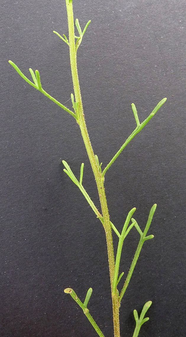 Iberis pinnata 29