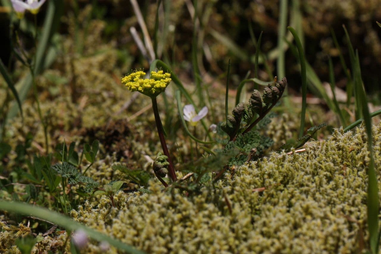 Lomatium 10