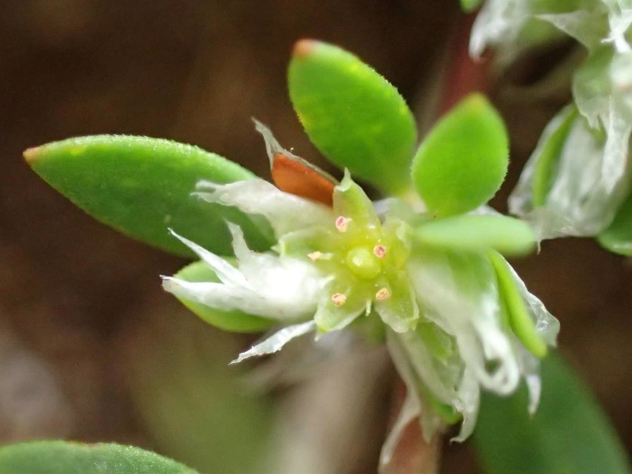 Herniaria hirsuta 10