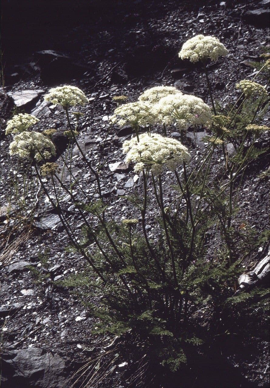 Laserpitium 11