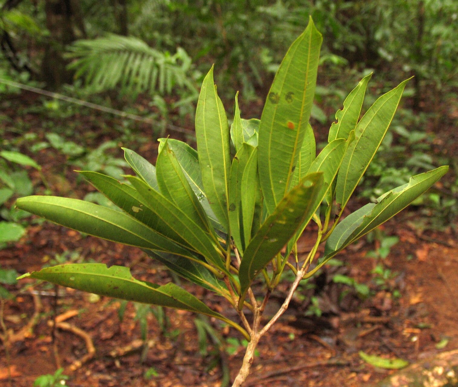 Miconia 2