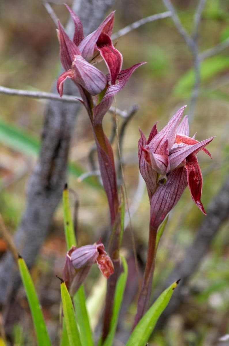 Přestup západní 4