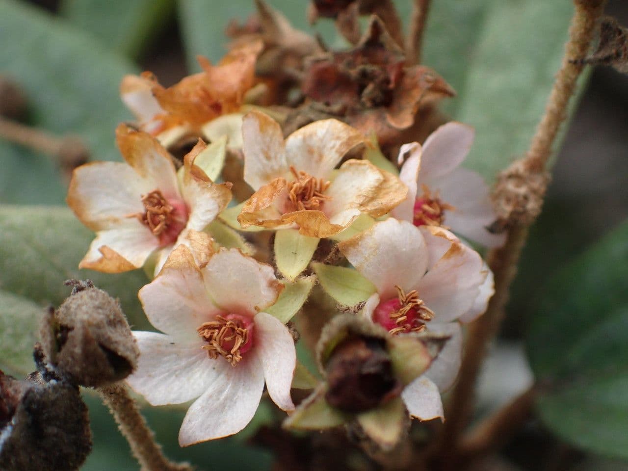 Dombeya 6
