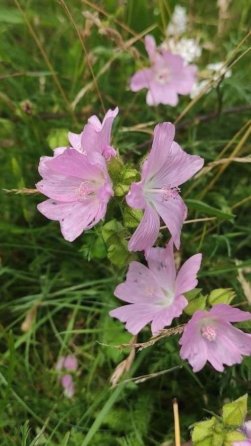 Malva moscata 20
