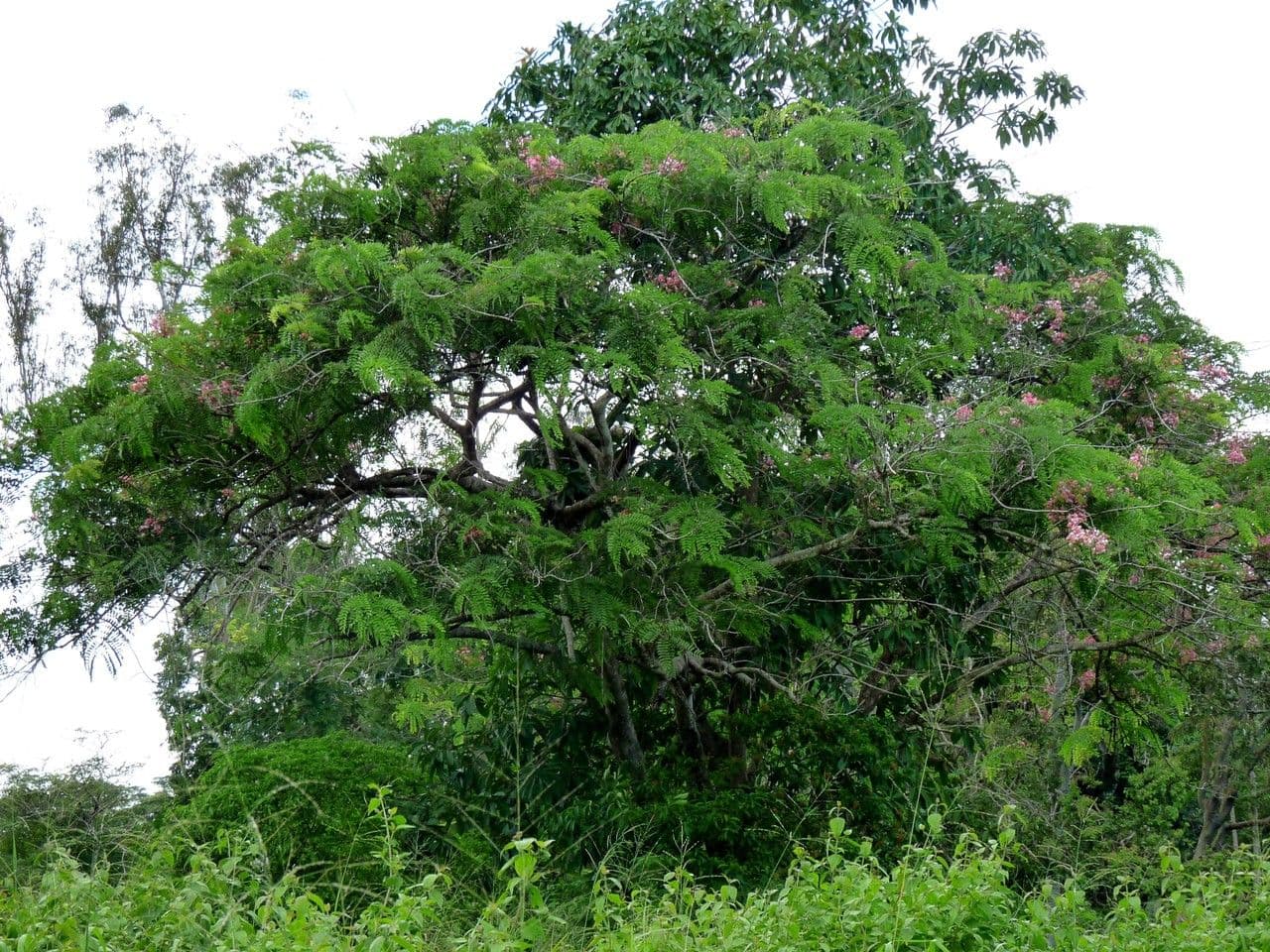 Cassia de Java 14