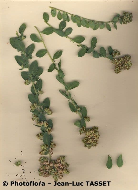 Telephium imperati 24
