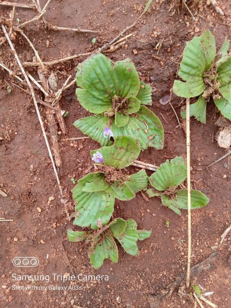 Craterostigma 4