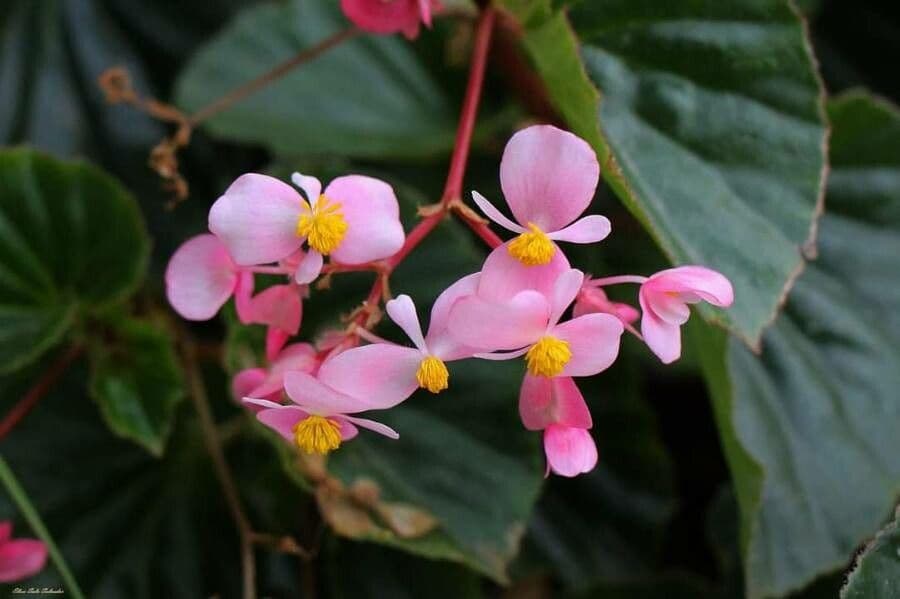 Begonia 3