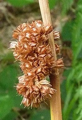 Giunco conglomerato 3
