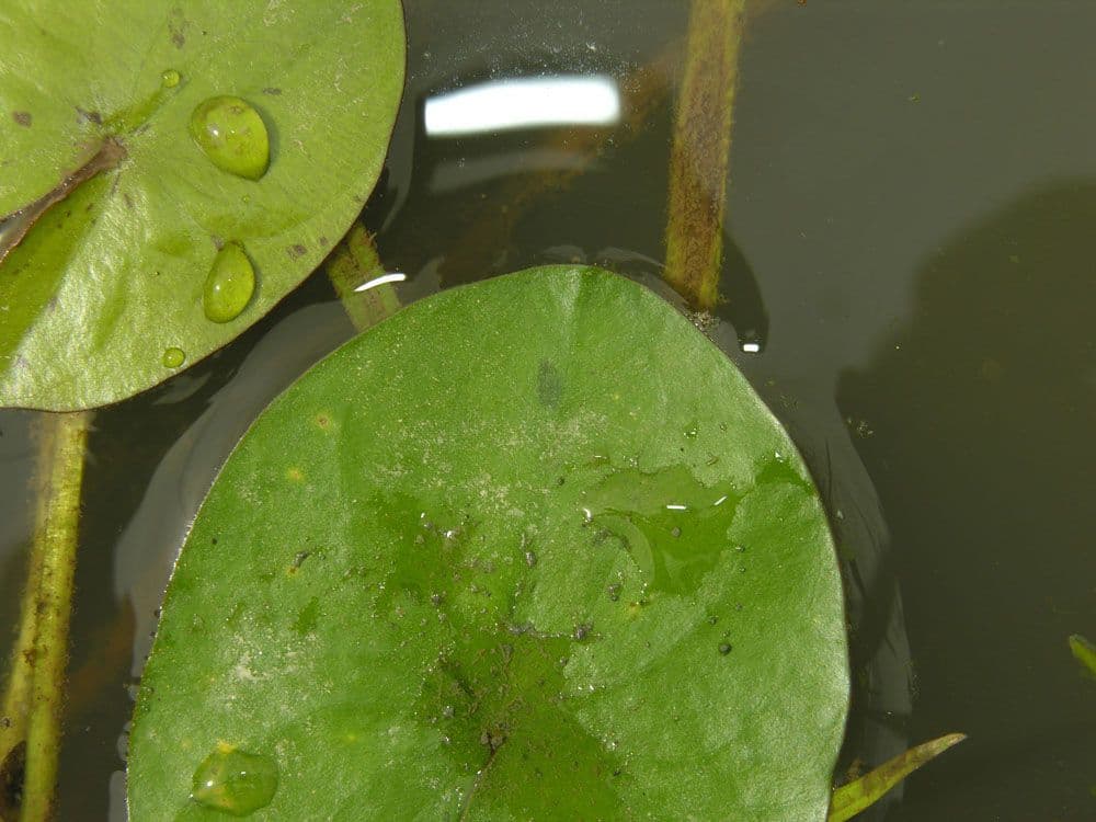 Sagittaria guayanensis 16