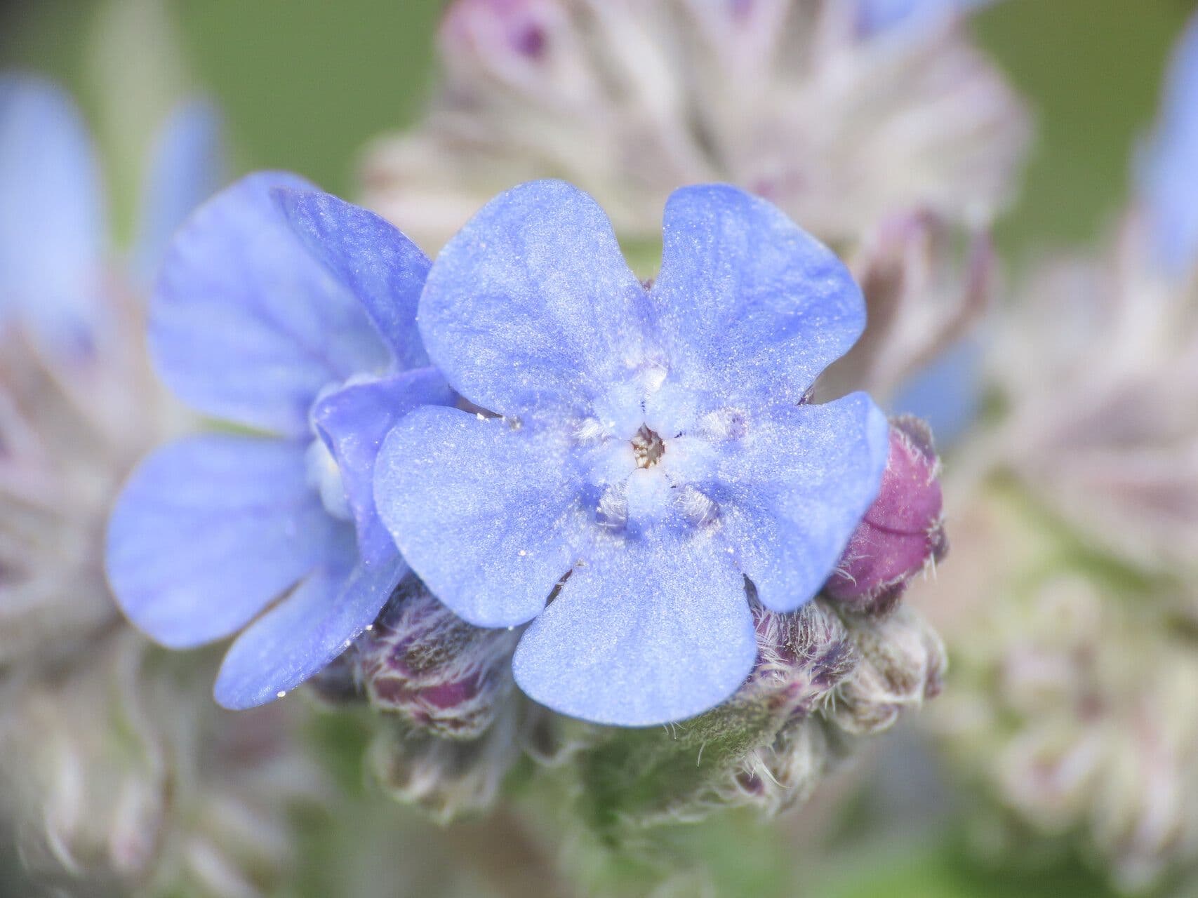 Cynoglottis barrelieri 4