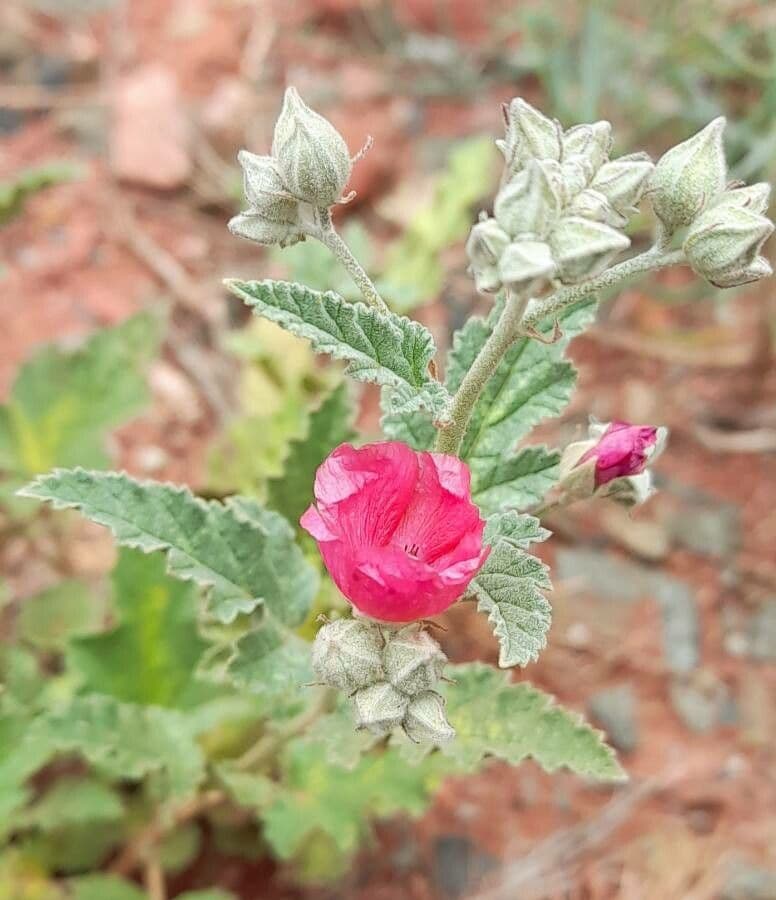 Sphaeralcea