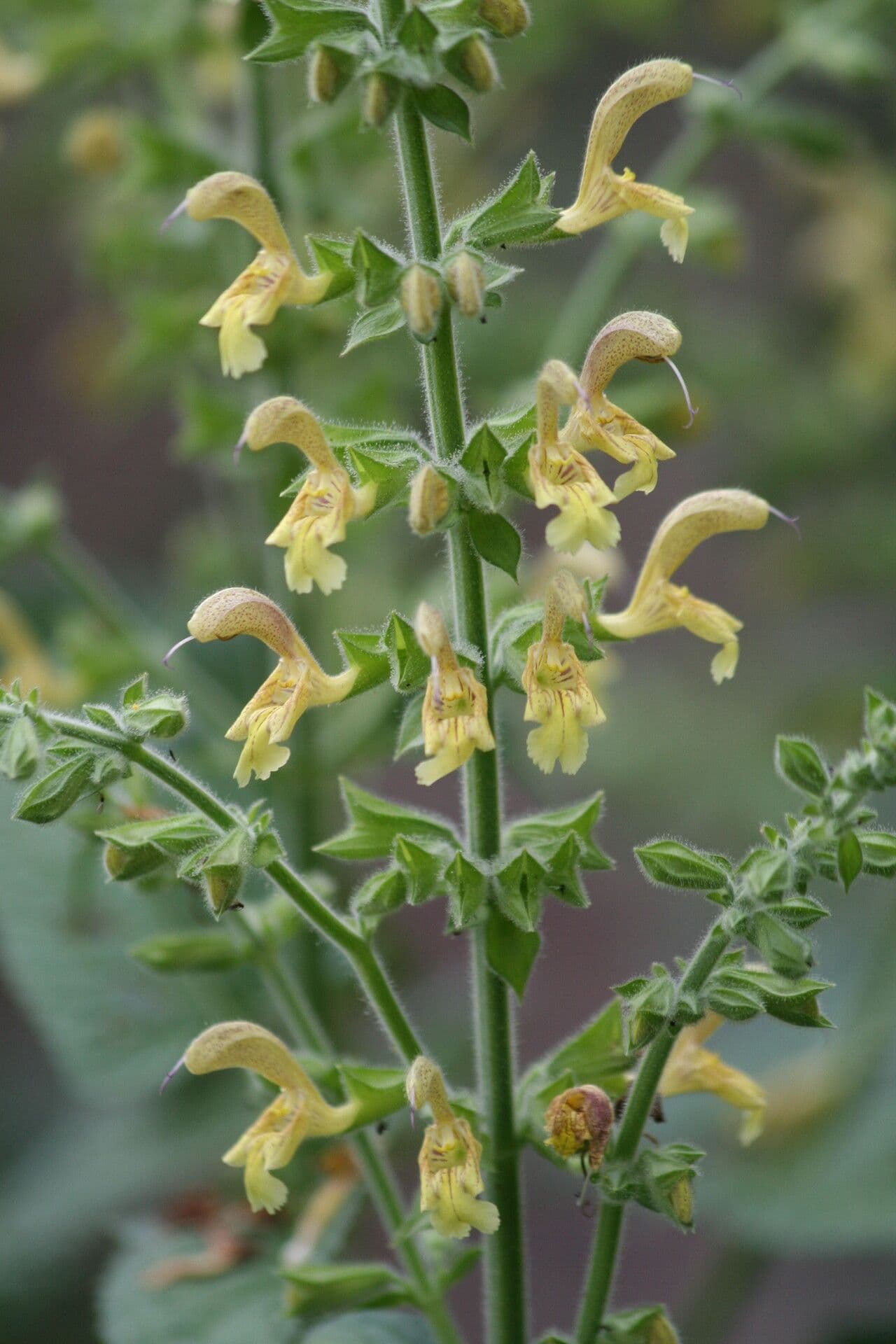 Salvia