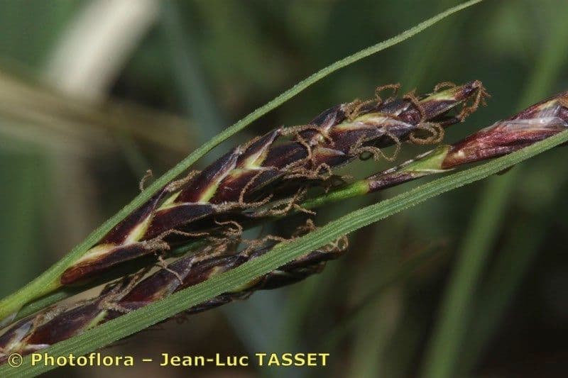 Fransensegge 7
