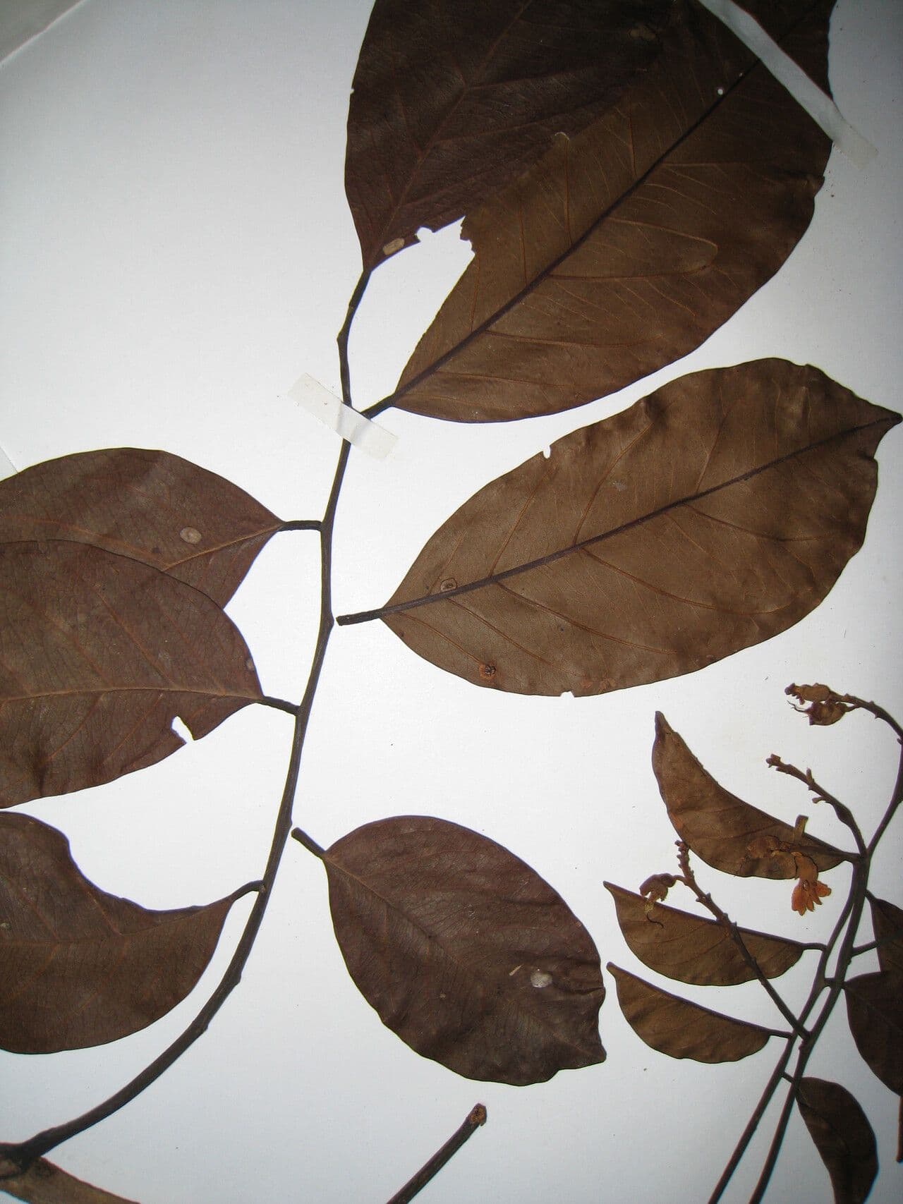 Diplotropis 5