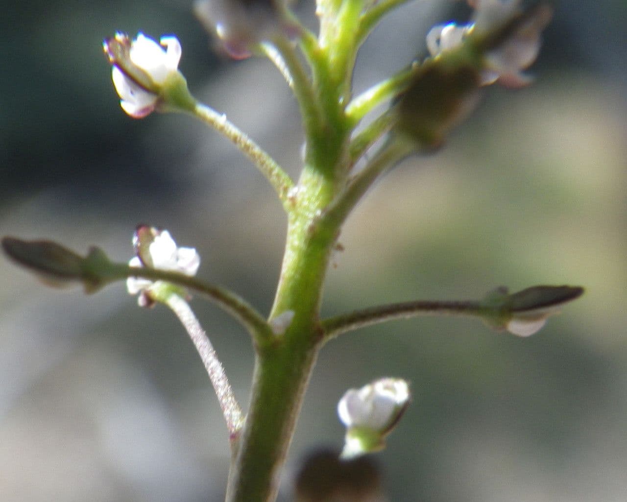 Teesdalia coronopifolia 6