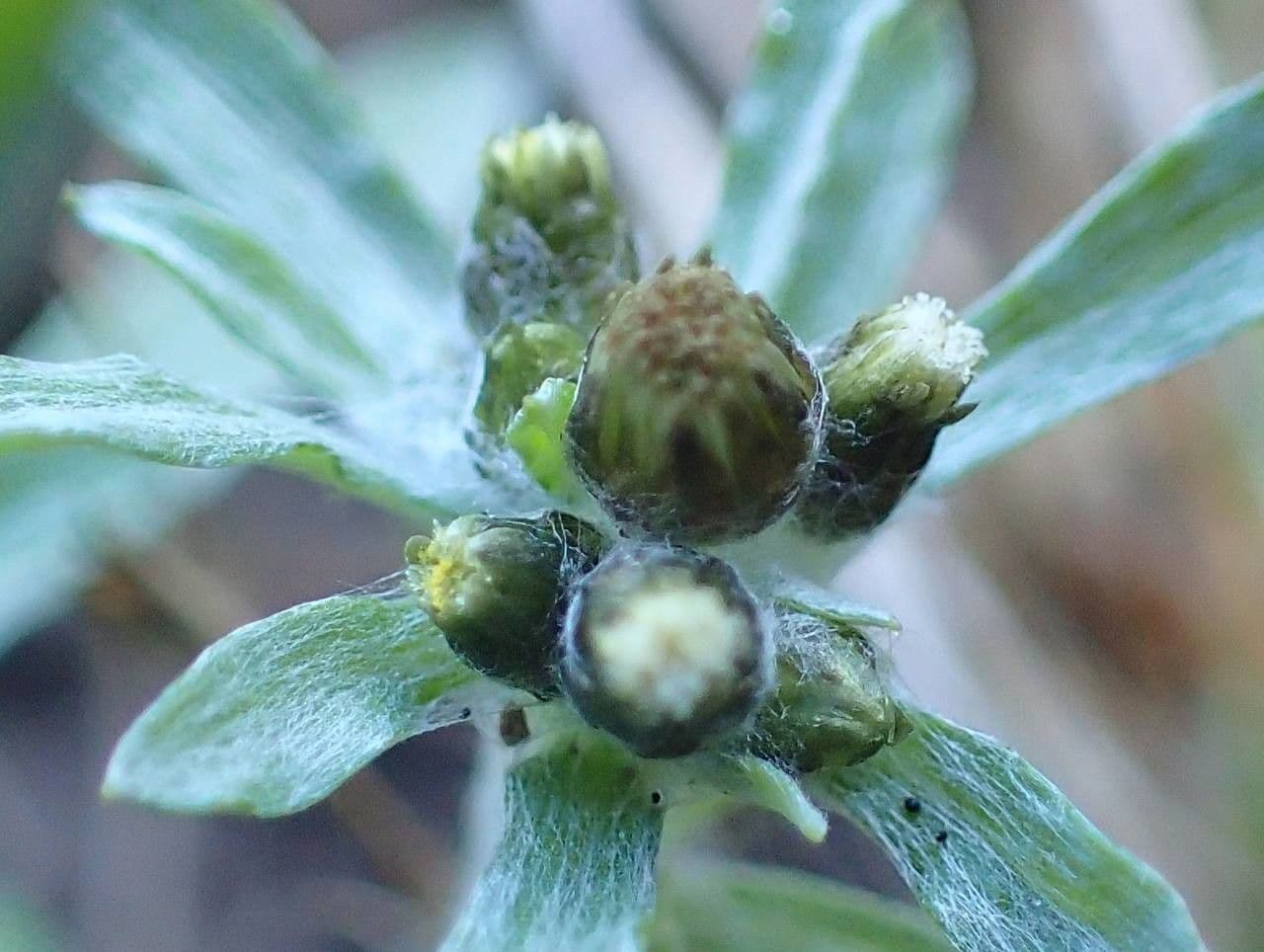 Gnaphalium