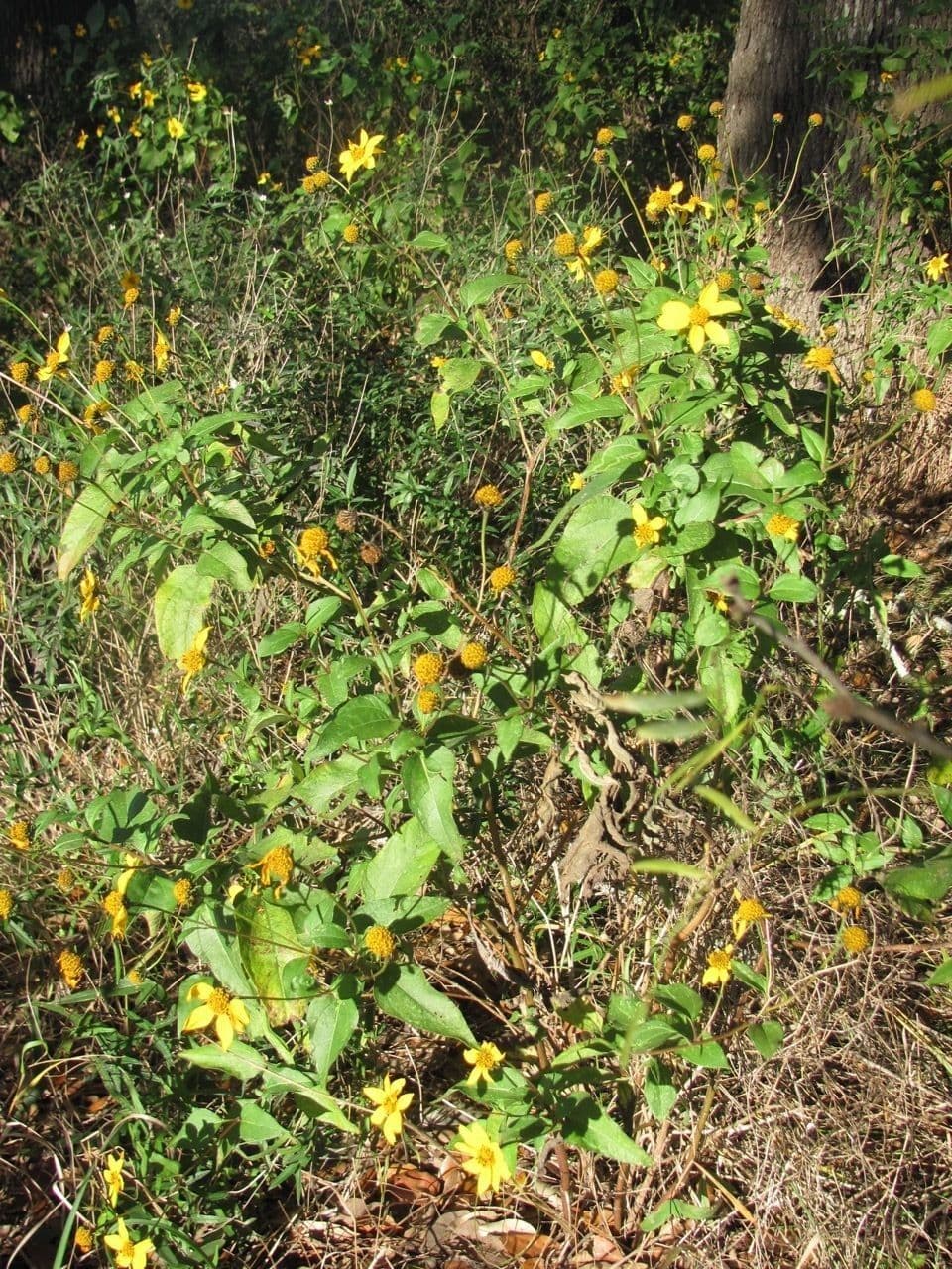 Viguiera dentata 7
