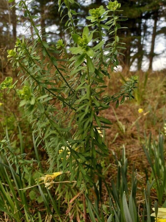 Portland-Wolfsmilch 11