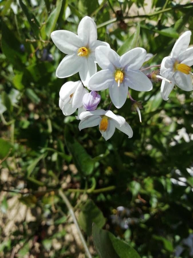 Solanum laxum 30