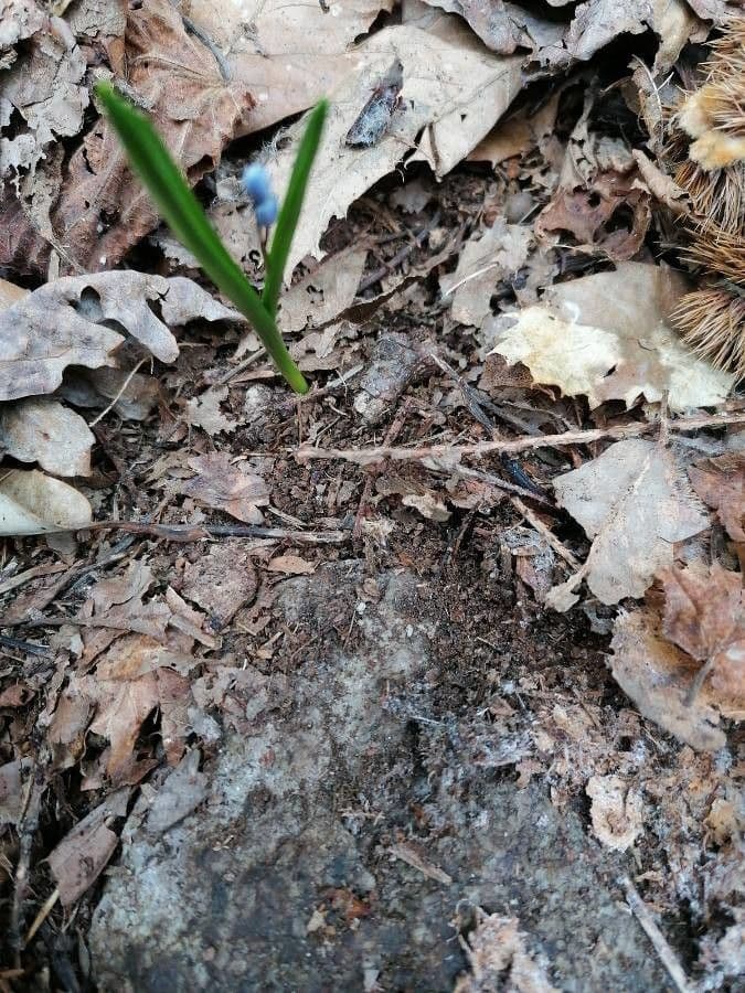 Scilla silvestre 24