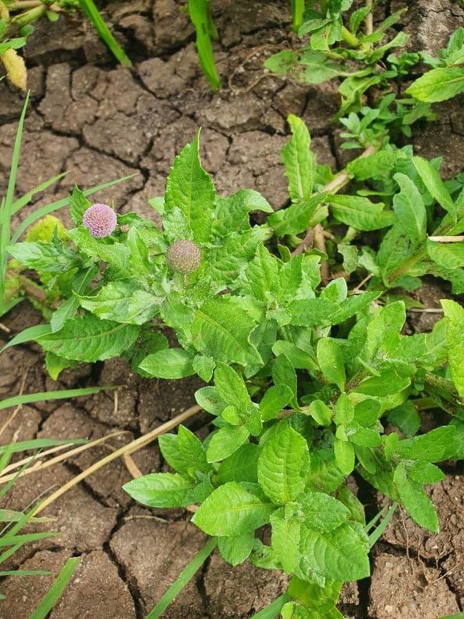 Sphaeranthus suaveolens 7