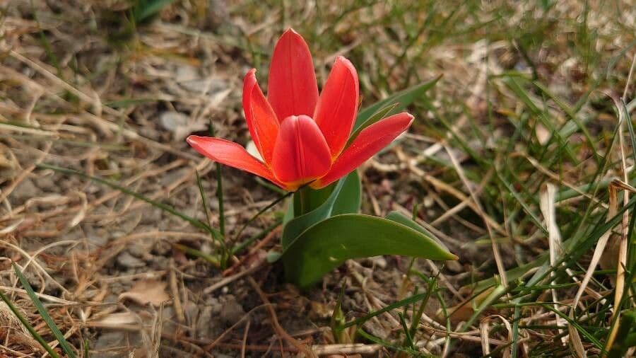 Tulipano ninfea 10
