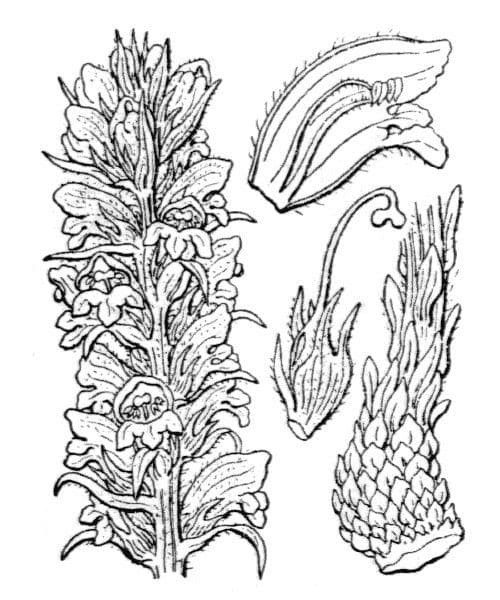 Orobanche del ginestrone 29
