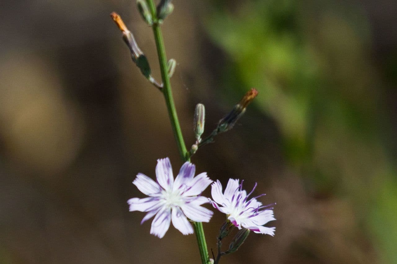 Stephanomeria diegensis 6