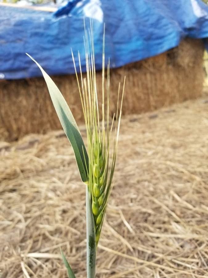 Elymus glaucus