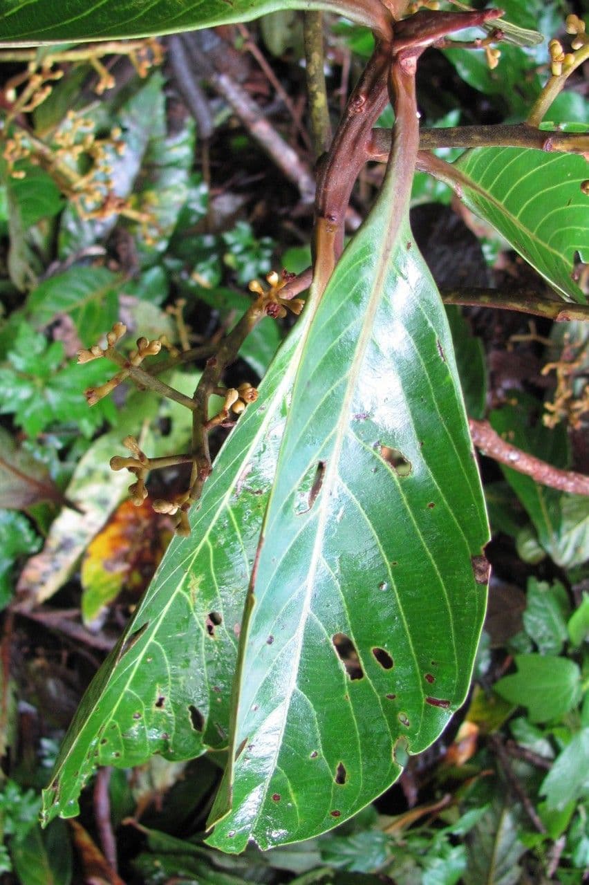 Ocotea 2