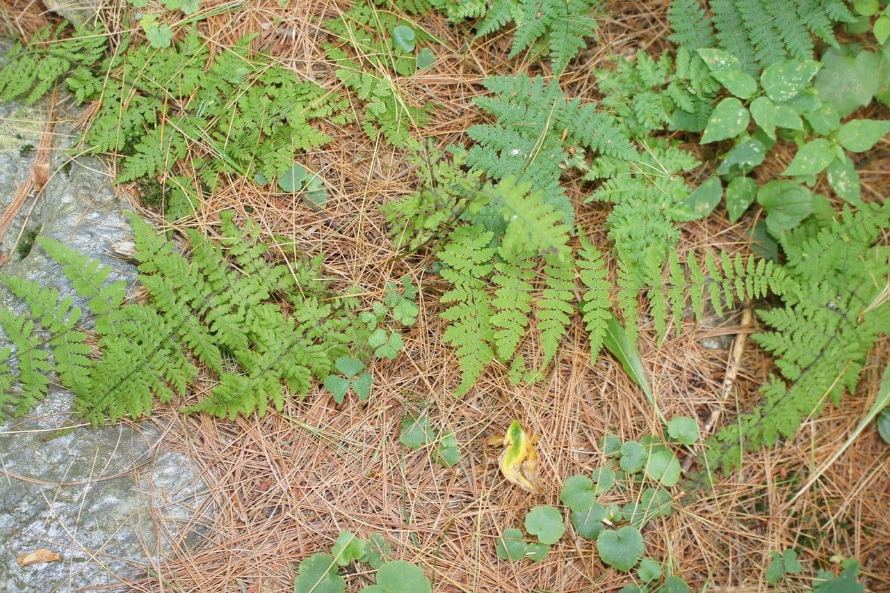 Cystopteris bulbifera 3
