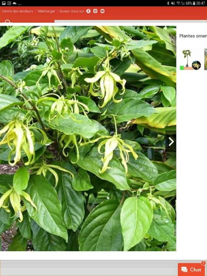 Ylang-ylang 19