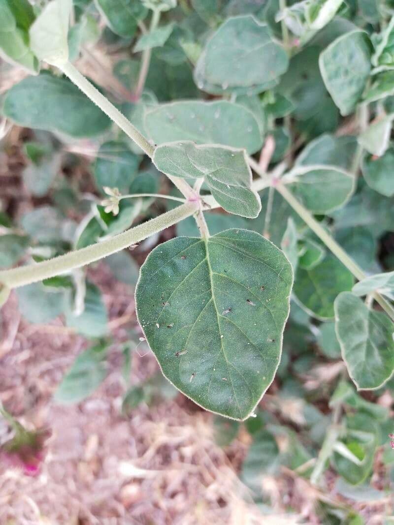 Boerhavia diffusa 19