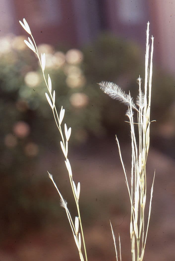 Stipagrostis ottusa 4