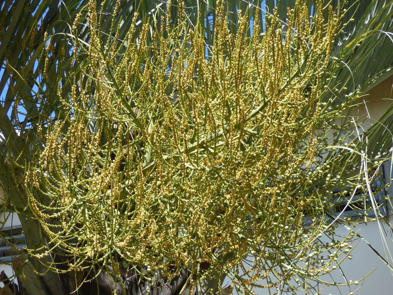 Palma triangular 6