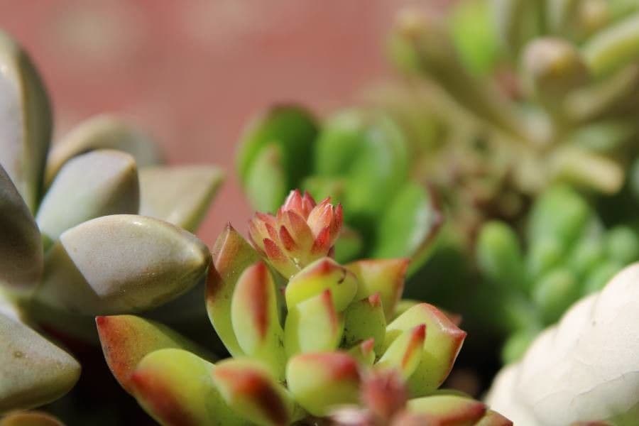 Aeonium di Haworth 21