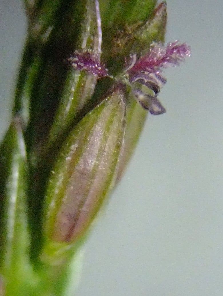 Sanguinella 8