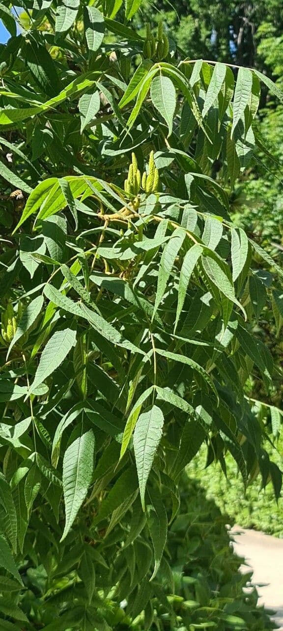 Platycarya strobilacea 14