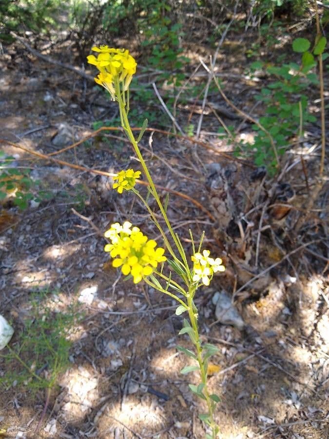 Erysimum