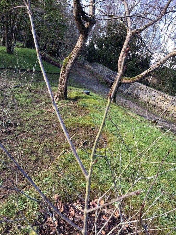 Aronia rossa 17