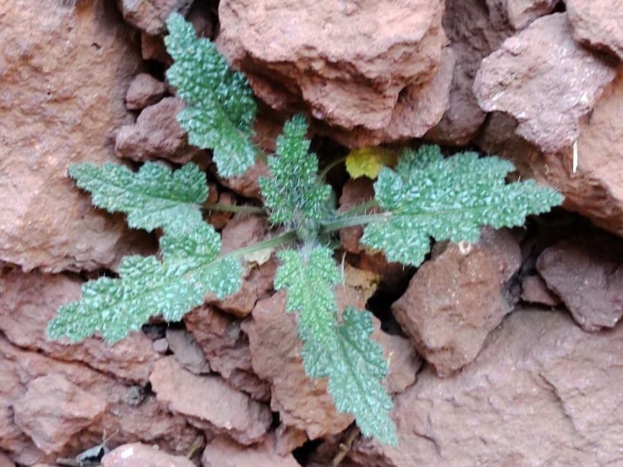 Salvia dei boschi 14