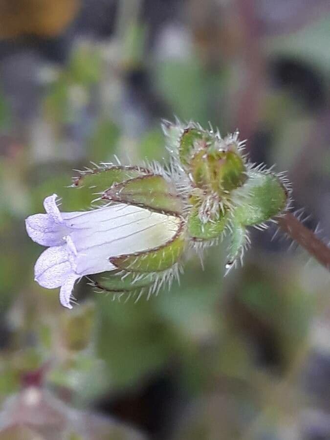 Campanula erinus 10